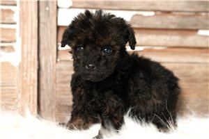 Huxlie - Schnoodle for sale