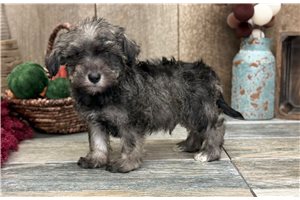 Colt - Schnoodle for sale