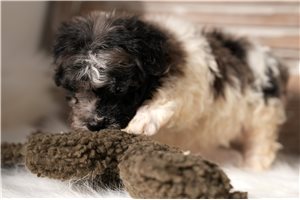 Houghston - puppy for sale
