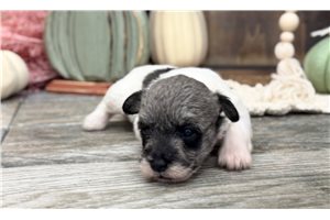 Charolette - Schnoodle for sale