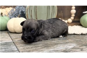 Connor - Schnoodle for sale