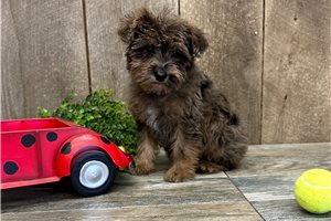 Heaven - Schnoodle for sale