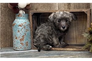 Caroline - Schnoodle for sale