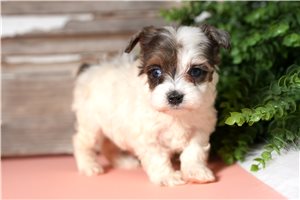 Hanna - puppy for sale