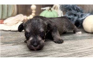 Colt - Schnoodle for sale