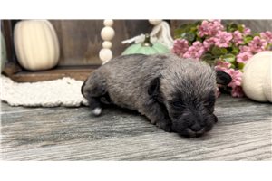 Caroline - puppy for sale