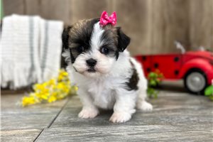 Princess - Shih-Poo - Shihpoo for sale