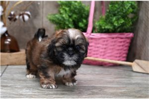 Everly - Shih Tzu for sale