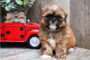 Emmie - puppy for sale