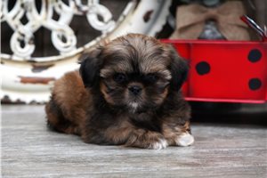 Emilia - puppy for sale