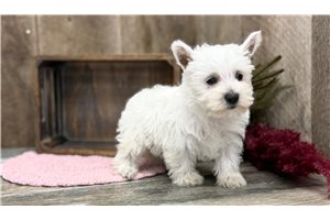 Elsa - West Highland White Terrier - Westie for sale