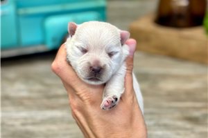 Samuel - West Highland White Terrier - Westie for sale