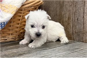 Matthew - West Highland White Terrier - Westie for sale