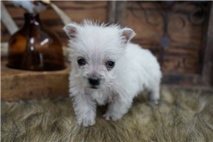 Finn - West Highland White Terrier - Westie for sale