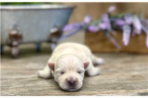 Savannah - West Highland White Terrier - Westie for sale