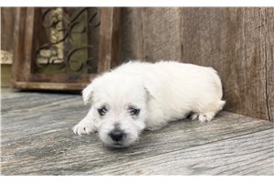 Brighton - West Highland White Terrier - Westie for sale