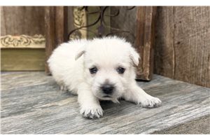 Blair - West Highland White Terrier - Westie for sale