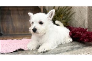 Anna - West Highland White Terrier - Westie for sale