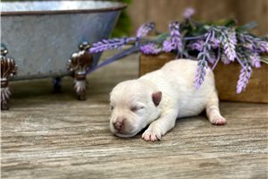 Stella - West Highland White Terrier - Westie for sale