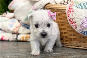 Megan - West Highland White Terrier - Westie for sale
