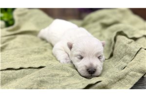Magnolia - West Highland White Terrier - Westie for sale