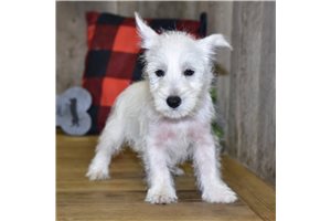 Summer - West Highland White Terrier - Westie for sale