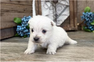 Macoy - West Highland White Terrier - Westie for sale