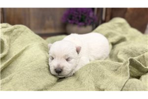 Mallory - puppy for sale