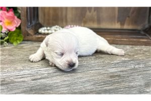 Hannah - West Highland White Terrier - Westie for sale