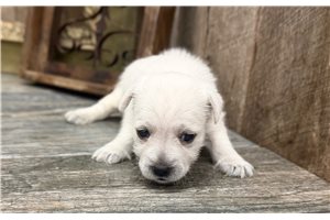 Bella - West Highland White Terrier - Westie for sale