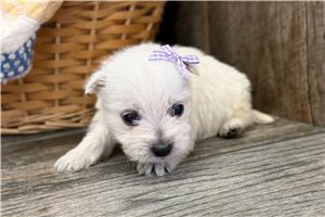 Macey - puppy for sale