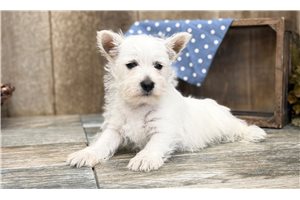 Kristof - West Highland White Terrier - Westie for sale