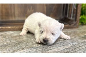 Hayden - West Highland White Terrier - Westie for sale
