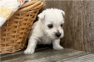 Moses - West Highland White Terrier - Westie for sale