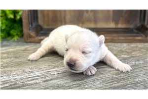 Hayes - West Highland White Terrier - Westie for sale