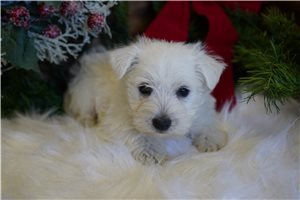 Zeus - West Highland White Terrier - Westie for sale