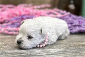 Eleanore - West Highland White Terrier - Westie for sale