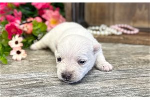 Hazel - West Highland White Terrier - Westie for sale