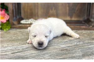 Harper - West Highland White Terrier - Westie for sale