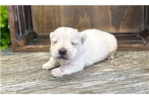 Holden - West Highland White Terrier - Westie for sale