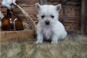 Milo - West Highland White Terrier - Westie for sale