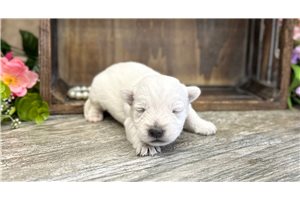 Haisley - West Highland White Terrier - Westie for sale