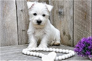 Mallory - West Highland White Terrier - Westie for sale