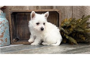 Hans - Westie for sale