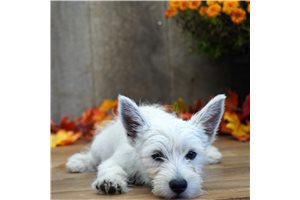 meredith - West Highland White Terrier - Westie for sale