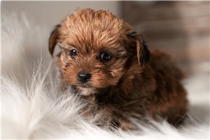 Sassy - Yorkiepoo - Yorkie Poo for sale