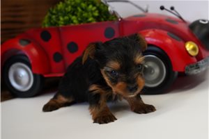 Ginny - Yorkshire Terrier - Yorkie for sale