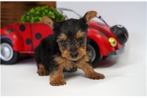 Gentry - Yorkshire Terrier - Yorkie for sale