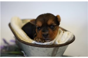 Georgia - Yorkshire Terrier - Yorkie for sale