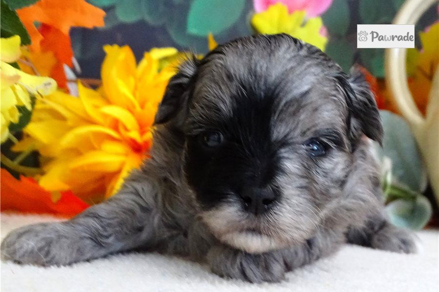 Sasha, female Maltipoo puppy for sale
